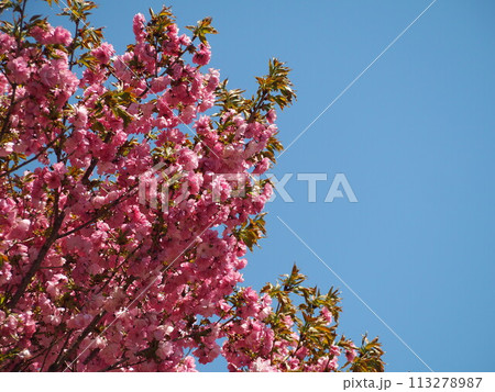 青空に映えるピンクの桜 マツマエハヤザキ 青空に映えるピンクの桜 マツマエハヤザキ 113278987