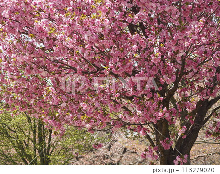 春の花　桜　マツマエハヤザキ 113279020