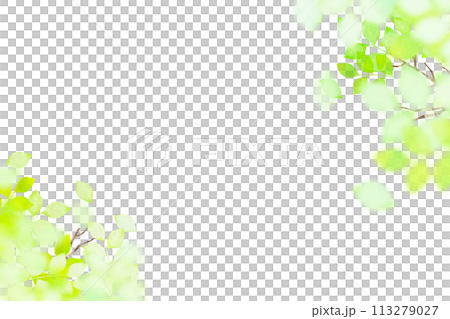 さわやかで透明感のある新緑のフレーム 113279027