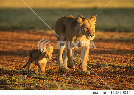 Lioness walking along gravel airstrip by cub 113279046