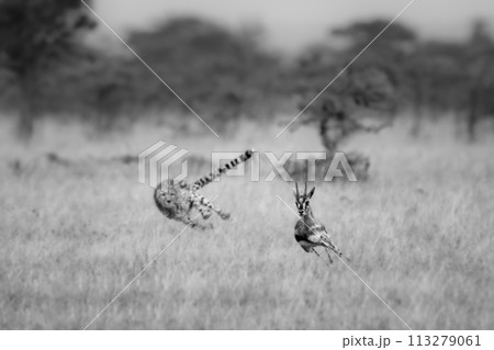 Mono cheetah chasing Thomson gazelle among thorns Mono cheetah chasing Thomson gazelle among thorns 113279061
