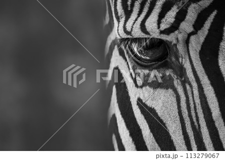 Mono close-up of eye of Grevy zebra Mono close-up of eye of Grevy zebra 113279067