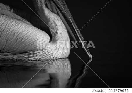 Mono close-up of pelican beak touching water 113279075