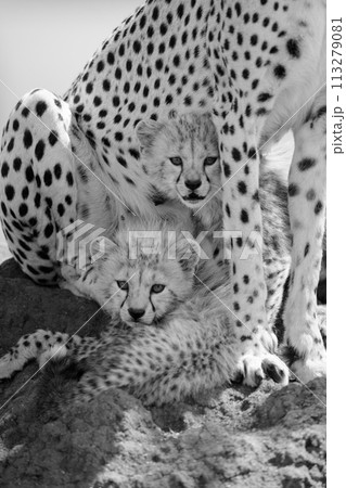 Mono cubs lie on mound under cheetah Mono cubs lie on mound under cheetah 113279081