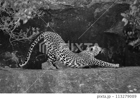 Mono leopard between bushes on rocky ledge 113279089