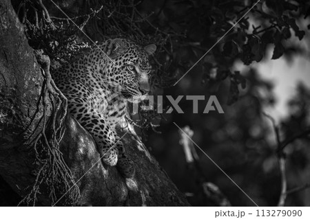 Mono leopard in tree with head up Mono leopard in tree with head up 113279090