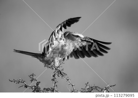 Mono lilac-breasted roller on branch carrying grasshopper 113279095