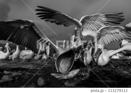 Mono pelican grabs fish on rocky shore Mono pelican grabs fish on rocky shore 113279112