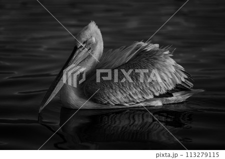 Mono pelican swims across lake at dawn Mono pelican swims across lake at dawn 113279115