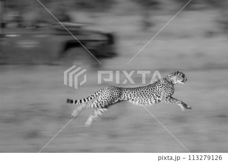 Mono slow pan of cheetah racing truck 113279126