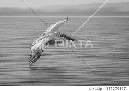 Mono slow pan of pelican crossing lagoon 113279127