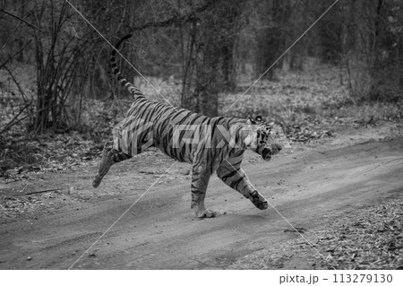 Mono tiger runs across track in forest Mono tiger runs across track in forest 113279130