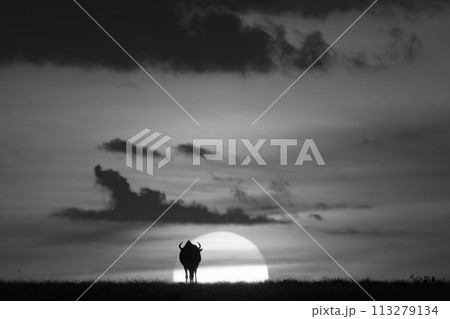Mono wildebeest silhouetted against sun on horizon 113279134