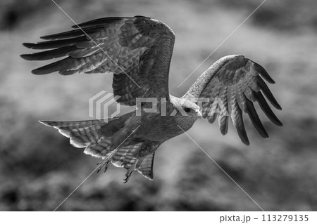 Mono yellow-billed kite lifts wings to land 113279135