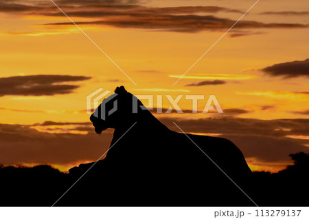 Silhouette of lioness in profile at sunrise 113279137