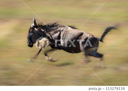 Slow pan of blue wildebeest galloping past 113279138