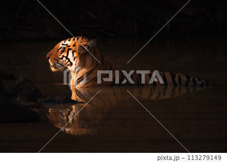 Bengal tiger lying in shadowy water hole Bengal tiger lying in shadowy water hole 113279149