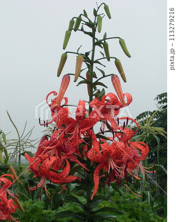 寅の皮に似た背景に黒い斑点タイガーリリー 鬼百合1 113279216