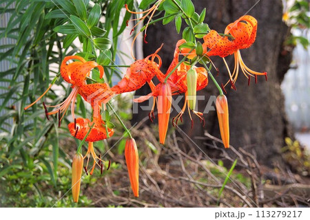 寅の皮に似た背景に黒い斑点タイガーリリー 鬼百合2 寅の皮に似た背景に黒い斑点タイガーリリー 鬼百合2 113279217