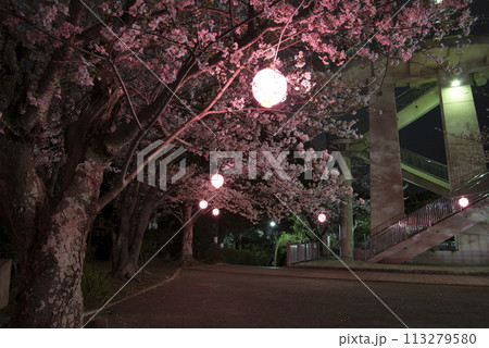 木更津 太田山公園の夜桜 木更津 太田山公園の夜桜 113279580
