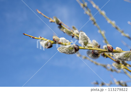 Willow branches with catkins Willow branches with catkins 113279822