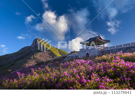spring view of pink azalea flowers at Hwangmaesan Mountain with the background of sunlight mountain range near Hapcheon-gun, South Korea. 113279841