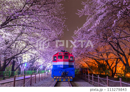 Cherry blossom and train in spring at night It is a popular cherry blossom viewing spot, jinhae, South Korea. 113279843