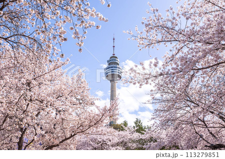 Cherry blossoms blooming in spring at E-World 83 Tower a popular tourist destination. in Daegu,South Korea. Cherry blossoms blooming in spring at E-World 83 Tower a popular tourist destination. in Daegu,South Korea. 113279851