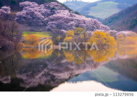 Korea in Spring and cherry blossom trees around Yongbi Lake in Seosan, South Korea. Korea in Spring and cherry blossom trees around Yongbi Lake in Seosan, South Korea. 113279856