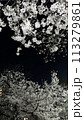 ライトアップされた夜桜 113279861