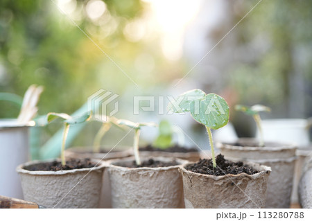 Outdoor gardening small sprout growing plant pots Outdoor gardening small sprout growing plant pots 113280788