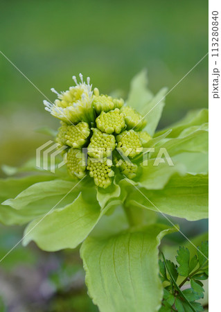 ふきのとうの雄株.花粉も付いている小花群...7 113280840