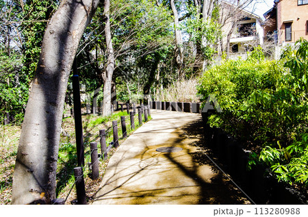 公園内の歩道 公園内の歩道 113280988