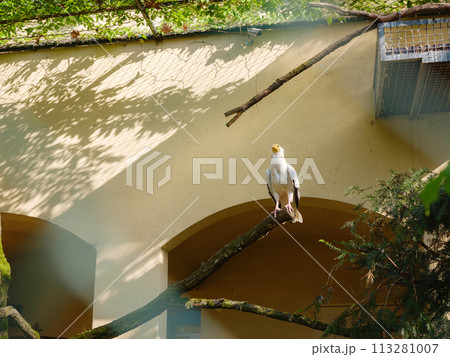 large bird of prey in the zoo aviary, walk in Frankfurt Zoological garden, founded in 1858 and second oldest zoo in Germany large bird of prey in the zoo aviary, walk in Frankfurt Zoological garden, founded in 1858 and second oldest zoo in Germany 113281007