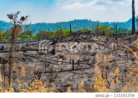The consequences of a fire in the forest. The consequences of a fire in the forest. 113281359