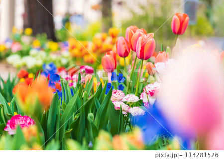 春の久屋大通庭園フラリエ、満開の花々〈愛知県名古屋市〉 113281526
