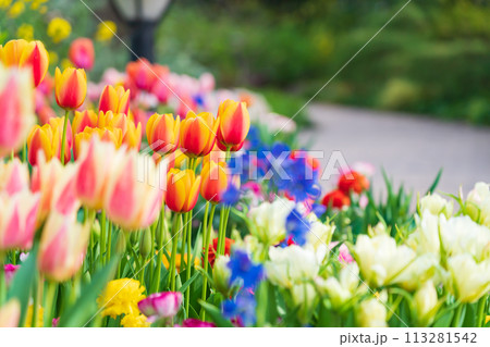 春の久屋大通庭園フラリエ、満開の花々〈愛知県名古屋市〉 113281542