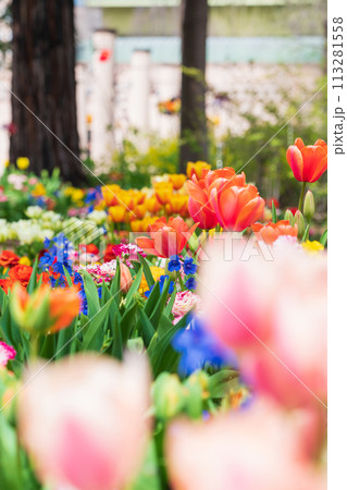 春の久屋大通庭園フラリエ、満開の花々〈愛知県名古屋市〉 113281558