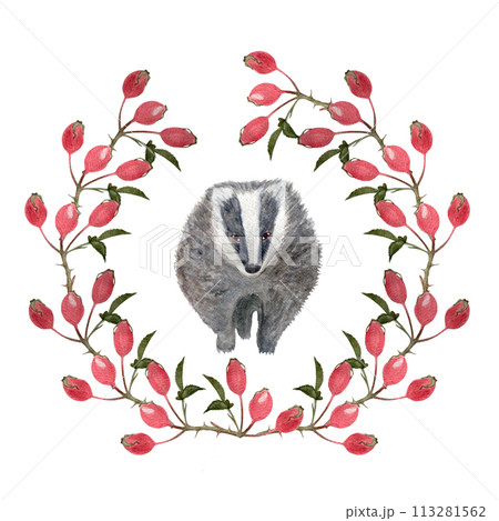Badger in a rose-hip wreath watercolor flat illustration isolated on white 113281562