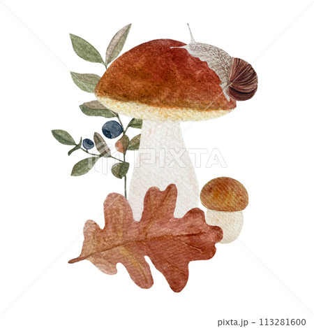 Porcini mushroom with a snail, blueberry and oak leaf watercolor composition isolated on white Porcini mushroom with a snail, blueberry and oak leaf watercolor composition isolated on white 113281600