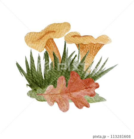 Wild chanterelles with an oak leaf watercolor composition isolated on white. Wild chanterelles with an oak leaf watercolor composition isolated on white. 113281608