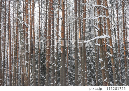 Snowy winter forest background. Beautiful spruce trees trunks pattern, sticked with snow. Snowy winter forest background. Beautiful spruce trees trunks pattern, sticked with snow. 113281723