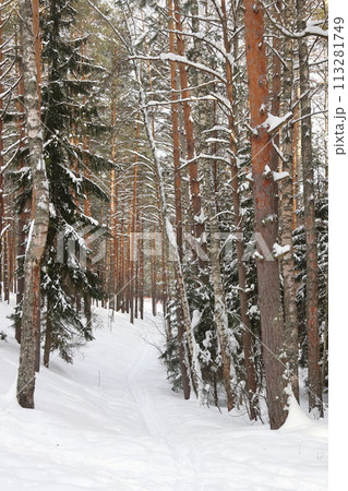 Picturesque winer forest. Fabulous snowy wonderland. 113281749