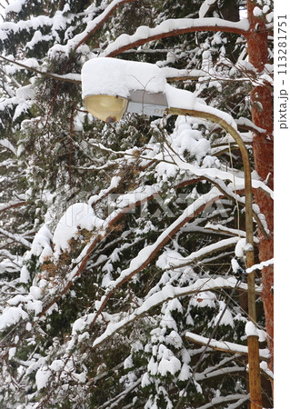 Picturesque winer forest. Fabulous snowy wonderland. 113281751