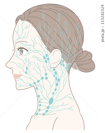 女性　横顔　首　リンパ節（緑色）　名称なし 113282324