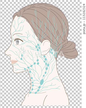 女性側頸部淋巴結(綠色)未命名 女性側頸部淋巴結(綠色)未命名 113282324