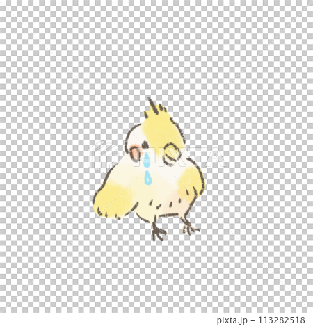 泣いてるオカメインコのかわいいイラスト 113282518