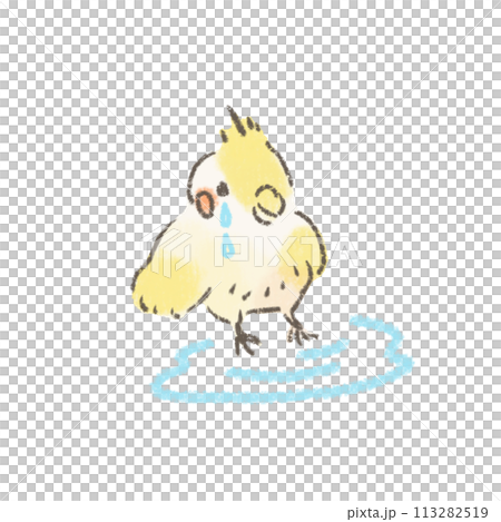 哭泣的玄鳳鸚鵡的可愛插圖 哭泣的玄鳳鸚鵡的可愛插圖 113282519