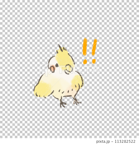 驚訝的玄鳳鸚鵡的插圖 驚訝的玄鳳鸚鵡的插圖 113282522