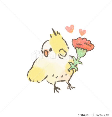 カーネーションを持ったオカメインコのイラスト カーネーションを持ったオカメインコのイラスト 113282736